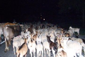 Tempo di Migrar - "Partecipanti" (Ft. Simona Prina)