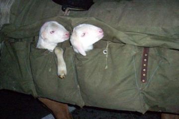 Tempo di Migrar -  Agnellini (Ft. Simona Prina)