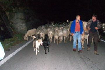 Pastori con cani e gregge (Ft. Simona Prina)
