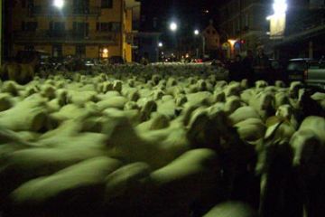 Ovini per le vie del Centro (Ft. Simona Prina)