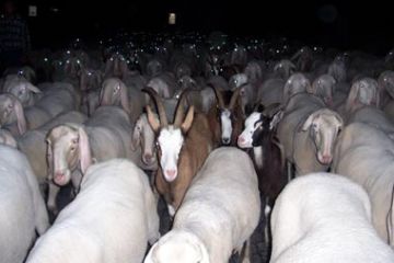 Tempo di Migrar - Ovini (Ft. Simona Prina)