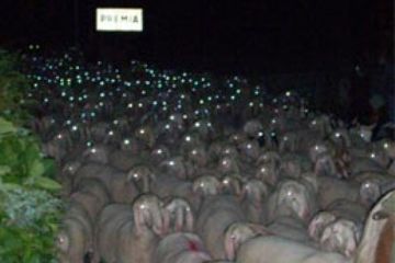 Tempo di Migrar - Ovini a Premia (Ft. Simona Prina)