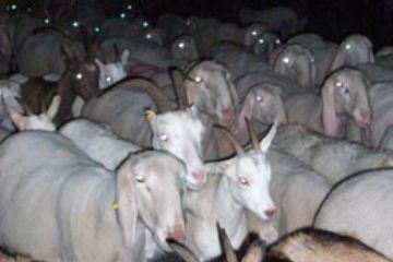 Tempo di Migrar - Ovini a Premia (Ft. Simona Prina)