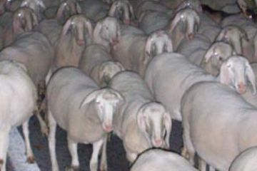 Tempo di Migrar - Ovini (Ft. Simona Prina)