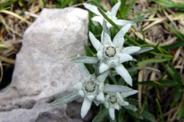 Flora - Stella Alpina